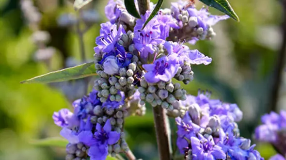 گیاه پنج انگشتی؛ معجزه ای  برای سلامت زنان