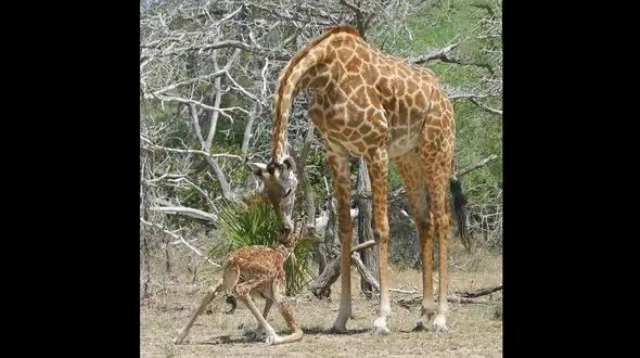 زیباترین عکس از حس مادرانه در دنیای حیوانات