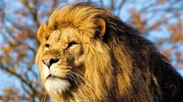 عجیب ترین فیلم / یک شیر از ترس گاومیش‌ها به بالای درخت پناه برد 
