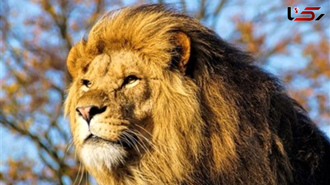 وحشت مردم از فرار ۵ شیر از محوطه باغ وحش 