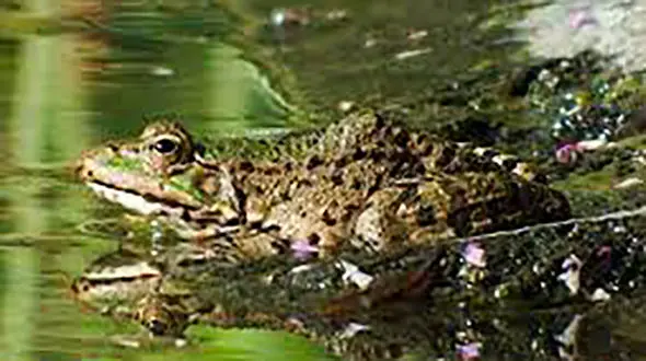 پیدا شدن ربات های متفاوت زیر پوست قورباغه + فیلم /