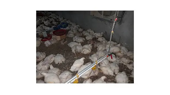 بازار با مازاد مرغ و تخم‌مرغ مواجه خواهد شد