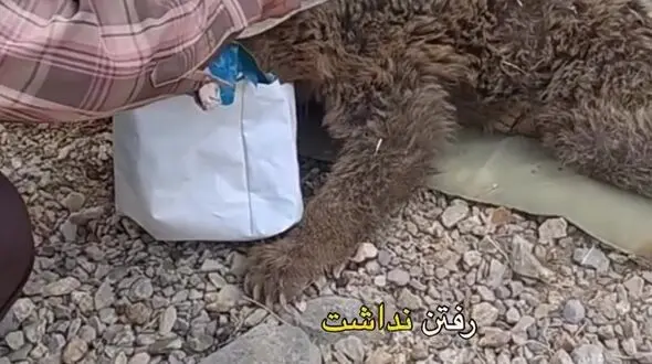 نجات توله‌خرس تشنه؛ هوشیاری روستاییان از مرگ این حیوان جلوگیری کرد