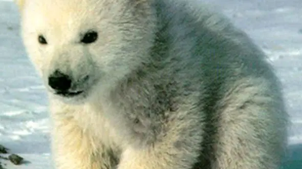 از زیبایی ها حیات وحش تا گاو بازی جذاب