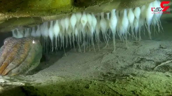 این مادر همیشه حواسش به بچه‌هایش است!+فیلم