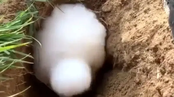 فرو رفتن خرگوش در خاک / فیلم