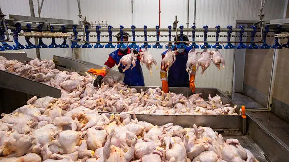 مرغدار اجازه نمی دهد قیمت مرغ ارزان شود / مرغ فروشی ها گرانفروش نیستند!