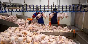 زنگ خطر در بازار؛ مرغ کیلویی 250 هزار می‌ شود!