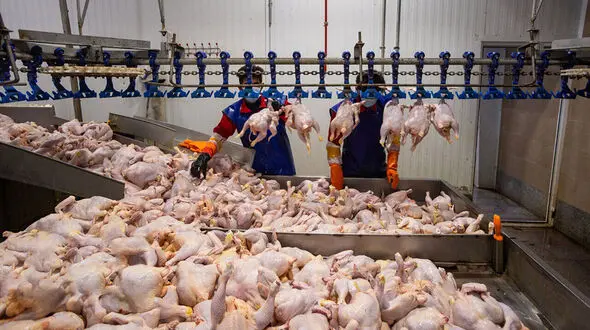 قیمت جدید مرغ در بازار اعلام شد / یک کیلو مرغ چند؟