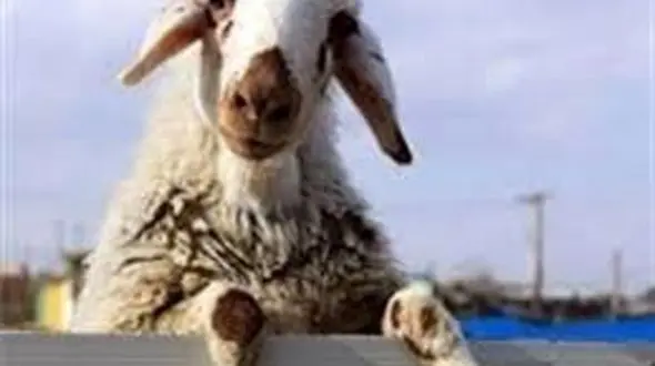 مرد گوسفند دزد در کیار به دام افتاد