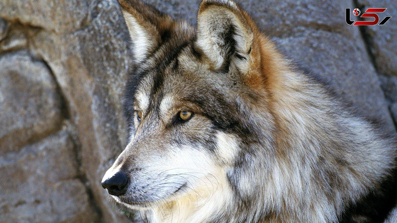 حمله خونین گرگ های گرسنه به 2 روستا در همدان 
