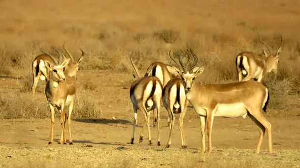 آهوان زنجان در خطر انقراض / احتمال درون آمیزی در آهوهای دشت سهرین زنجان وجود دارد 
