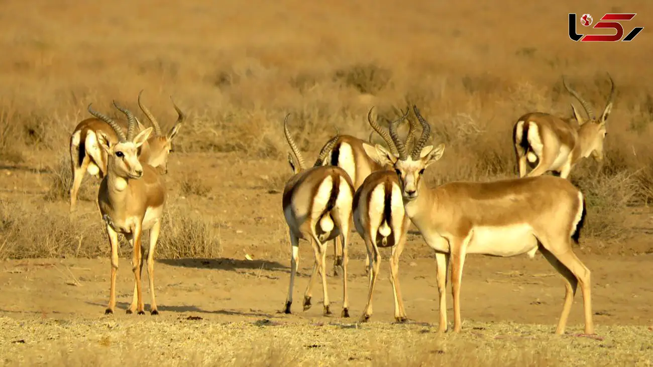 آهوان زنجان در خطر انقراض / احتمال درون آمیزی در آهوهای دشت سهرین زنجان وجود دارد 