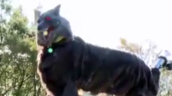 گرگ های مصنوعی خرس‌های وحشی ژاپن را فراری می دهند + فیلم