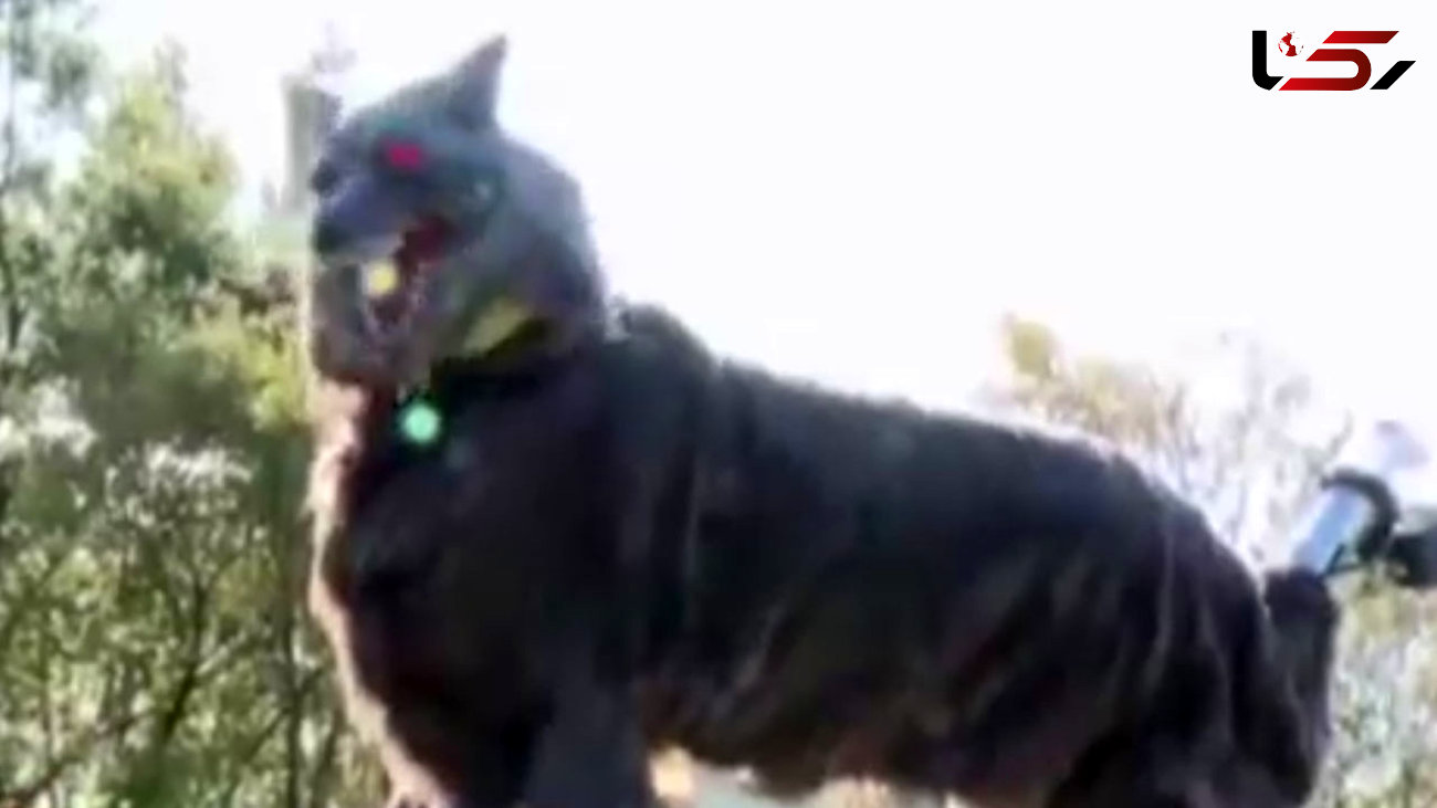 گرگ های مصنوعی خرس‌های وحشی ژاپن را فراری می دهند + فیلم