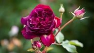 محققان فرانسوی عطر و ماندگاری گل رز را افزایش دادند