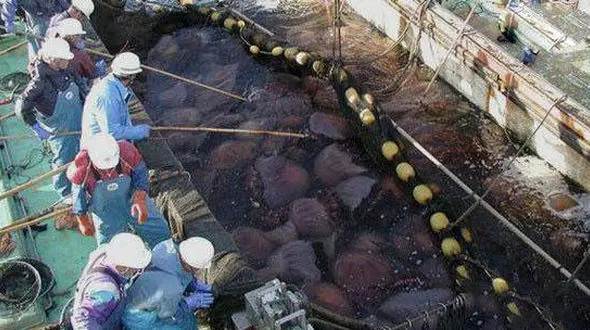 عروس دریایی شگفت انگیزترین موجود در طبیعت+عکس