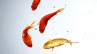 عمر 20 ساله ماهی قرمز گلی در تنگ هفت سین 20 روزه می شود