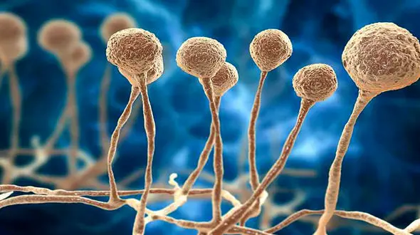 راه اندازی نخستین آزمایشگاه تخصصی قارچ‌شناسی پزشکی در اردبیل