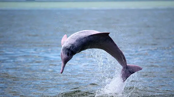 پاندای غول پیکر دریا +تصاویر