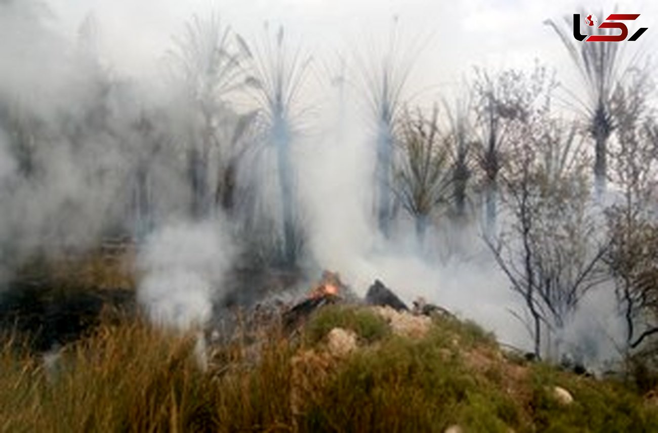 آتش سوزی گسترده در باغات شهرستان جم/ آتش هنوز مهار نشده است