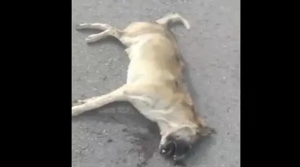 تصادف هولناک گرگ وحشی با یک خودرو در جاده مرند + فیلم و جزییات