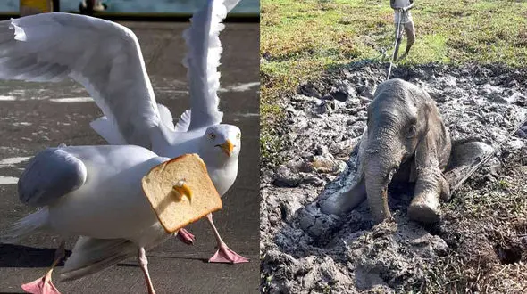 تصاویر جالب از حیوانات گرفتار در دام‌های متفاوت