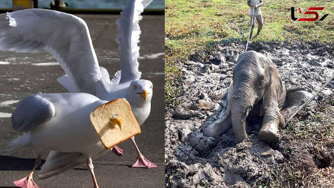 تصاویر جالب از حیوانات گرفتار در دام‌های متفاوت