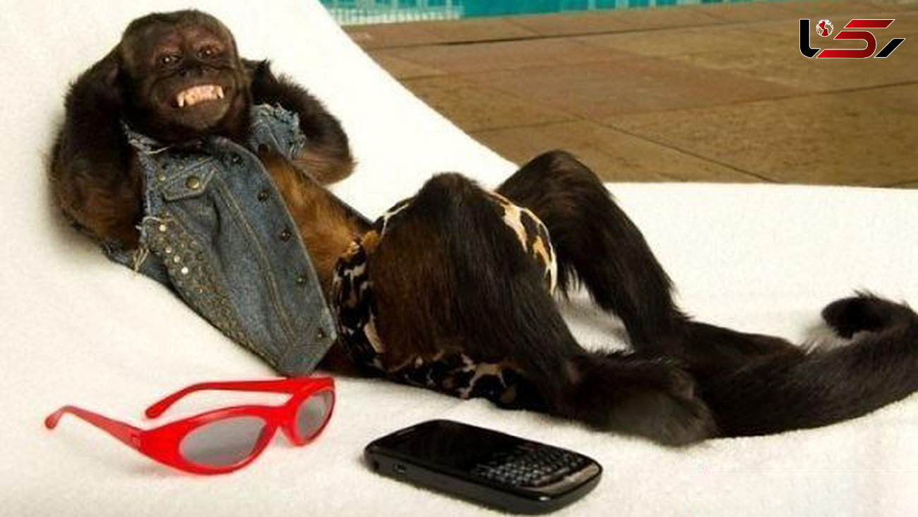 ثروتمندترین میمون جهان و درآمد هنگفتش از هالیوود! / او به آنجلینا جولی میمون ها معروف است! +تصاویر