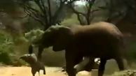 تلخ ترین لحظه برای فیل مادر + فیلم