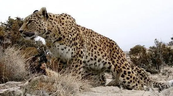 علت مرگ پلنگ تندوره چه بود؟+ تصاویر