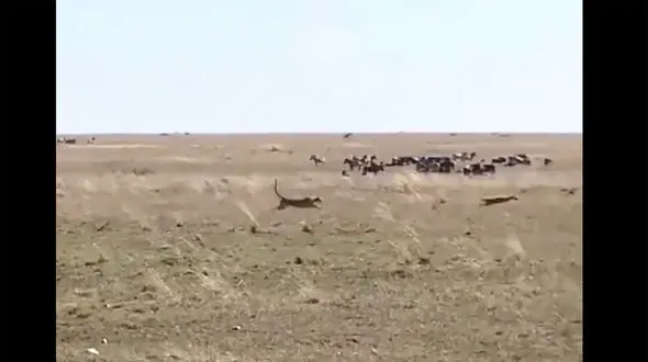 ببینید / لحظه هیجان‌انگیز فرار غزال از دست یک یوزپلنگ بی‌رحم + فیلم 