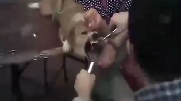 اقدام وحشیانه برای ساکت کردن حیوانات خانگی + فیلم و عکس