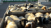 توقیف کامیون حامل 59 رأس گوسفند قاچاق در زرین دشت