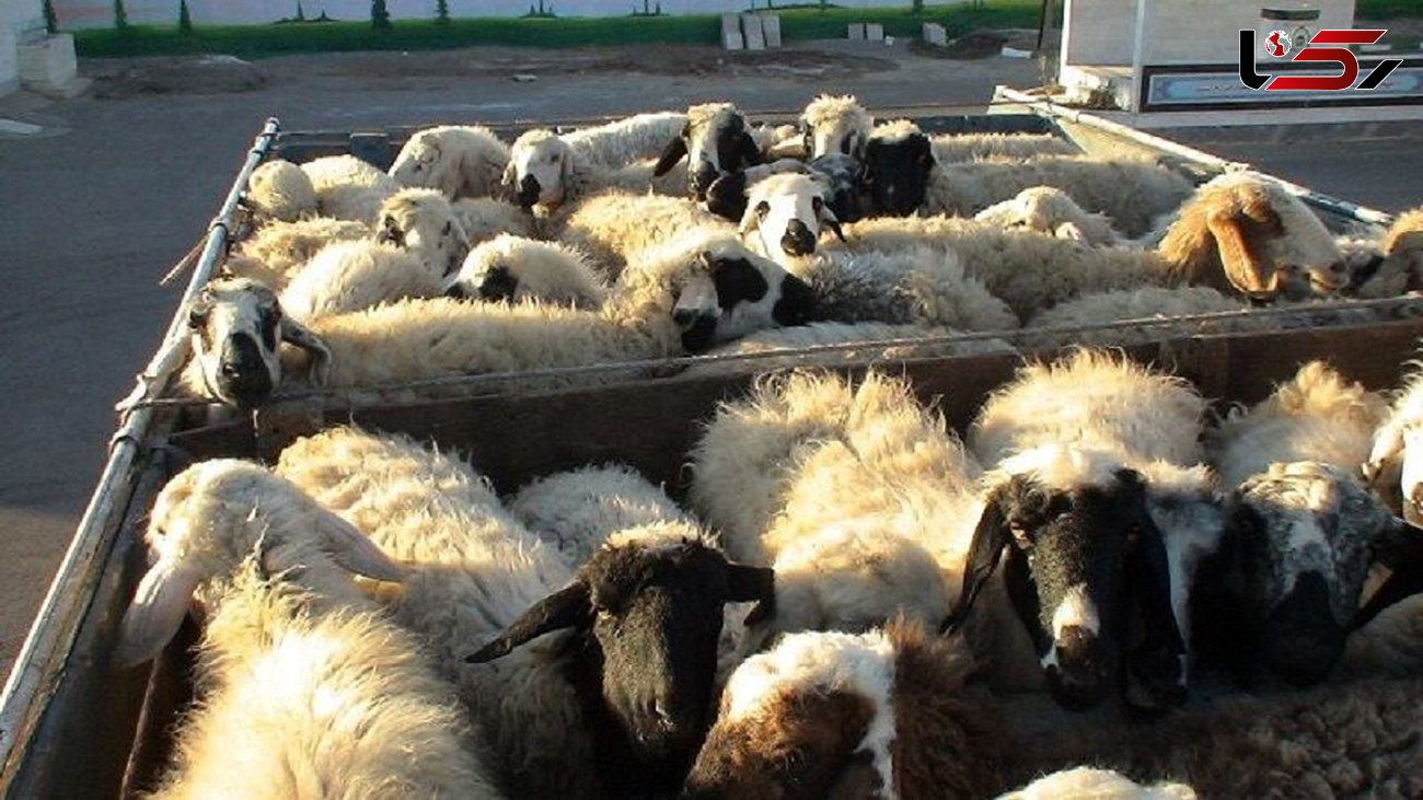 کشف 34 رأس گوسفند بدون مجوز در رودسر