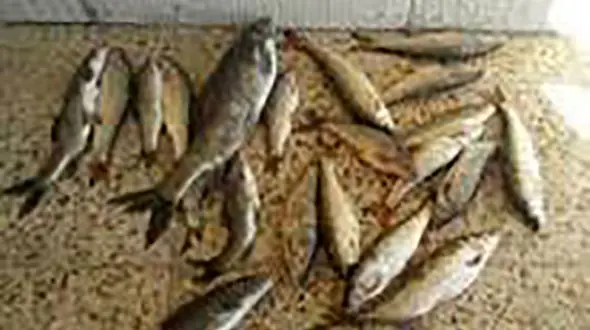 خفه کردن ماهیان با کلر توسط صیادان متخلف