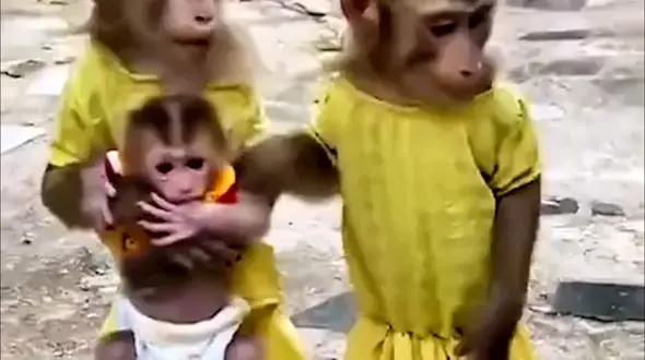 از فیلم خانواده میمون ها تا صداهای واقعی فضا