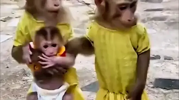 از فیلم خانواده میمون ها تا صداهای واقعی فضا