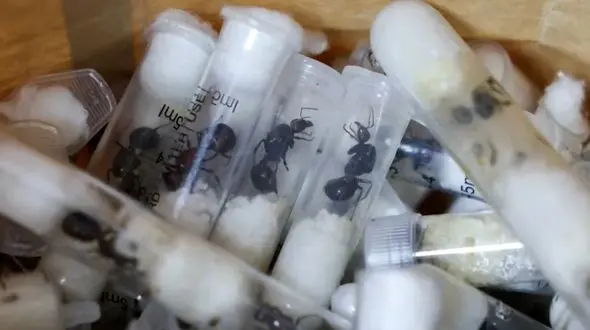 مورچه‌دزدها در کنیا محاکمه شدند