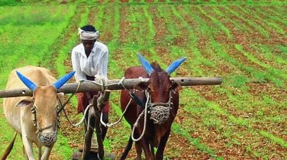 مجازات مرد کشاورز به خاطر آسیب زدن به خدای یک روستا !+ عکس