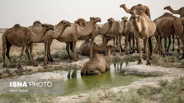 عکس های جالب از پرورش شتر در هویزه