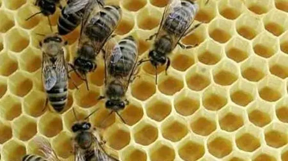 تولید فرآورده های سالم و بهداشتی زنبور عسل توسط موسسه رازی