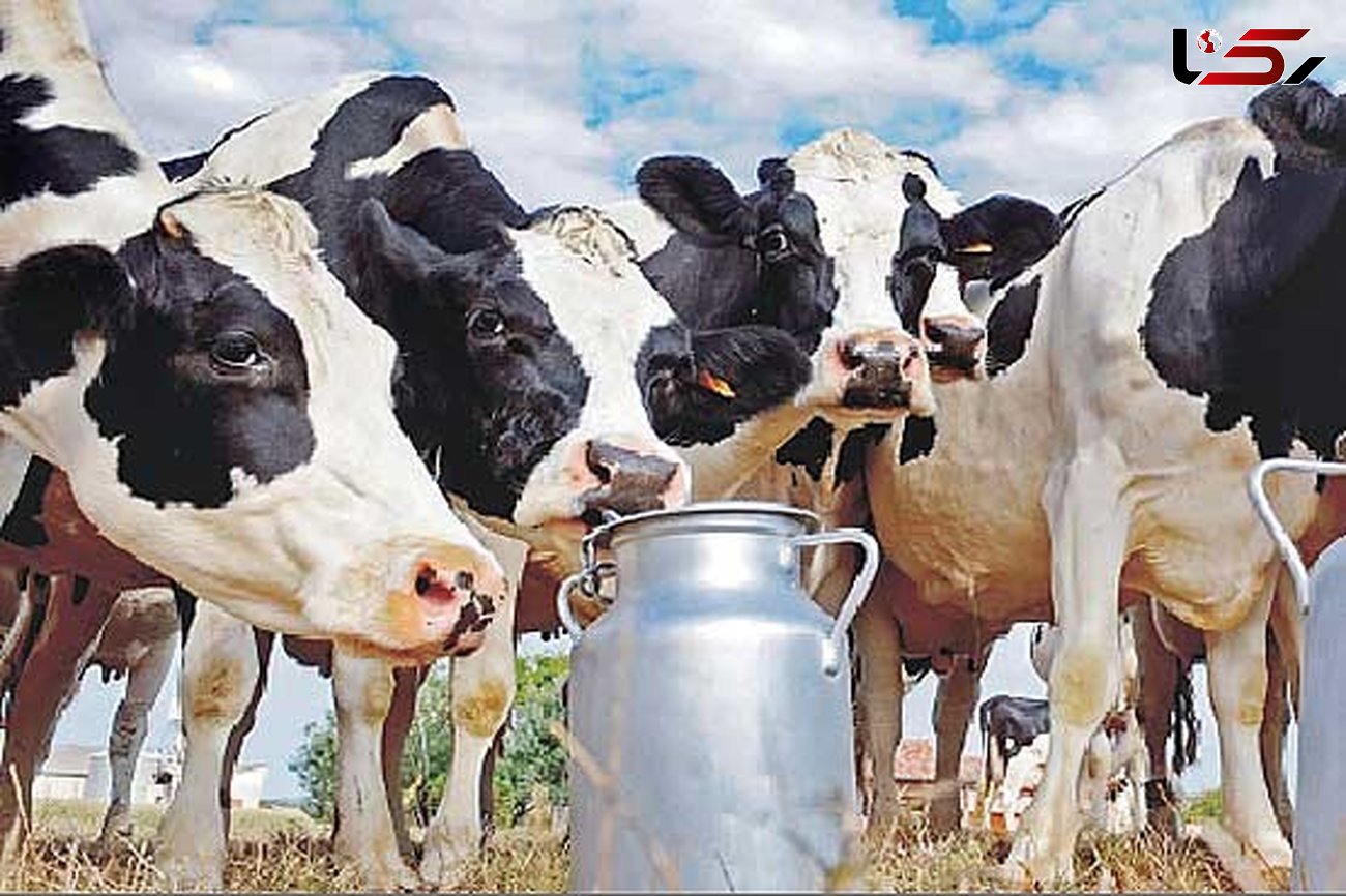 تولید شیر و لبنیات در تنگنای بودجه