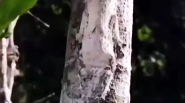 روی این درخت مارمولک را پیدا کنید / استتار عجیب + فیلم