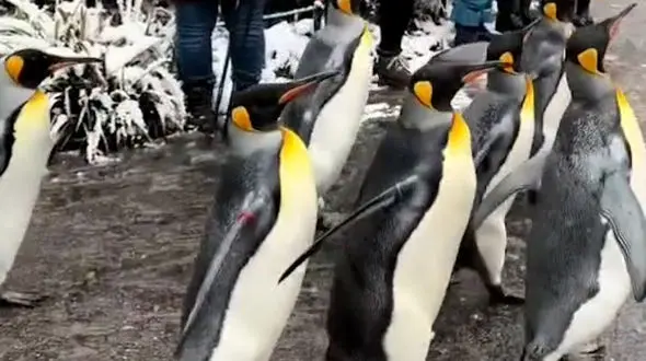 از وضعیت گربه ها بعد تعطیلات تا پیاده‌روی پنگوئن‌ها سوئیس