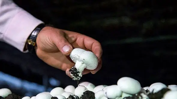 قارچ سمی دختر مرندی را به کام مرگ کشاند