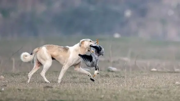حمله خونین سگ ولگرد در تنکابن به دانش‌آموز 12 ساله