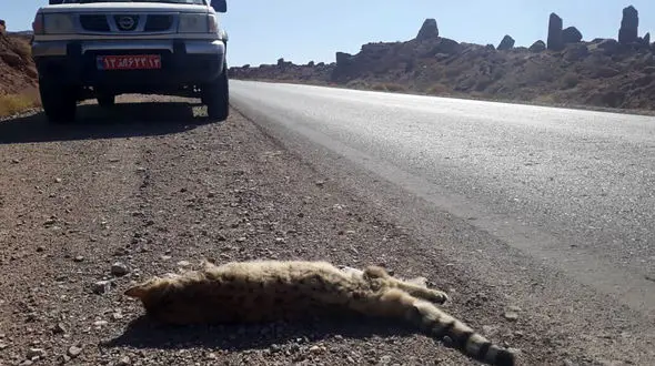 عکس تلخ از مرگ یک گربه سان نادر در تصادف با خودرو در نایین