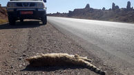 عکس تلخ از مرگ یک گربه سان نادر در تصادف با خودرو در نایین