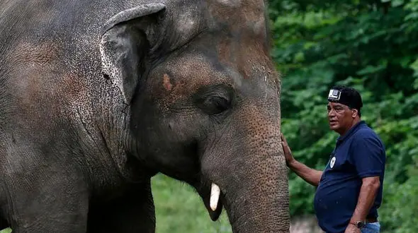 آزادی «تنهاترین فیل دنیا» پس از 35 سال
